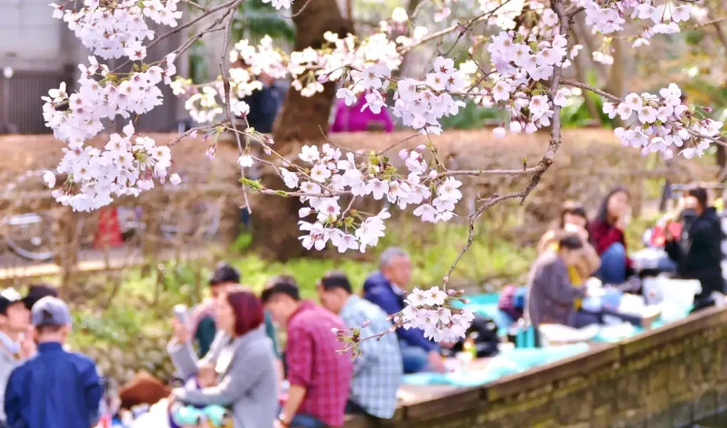 festival-jepang-hanami