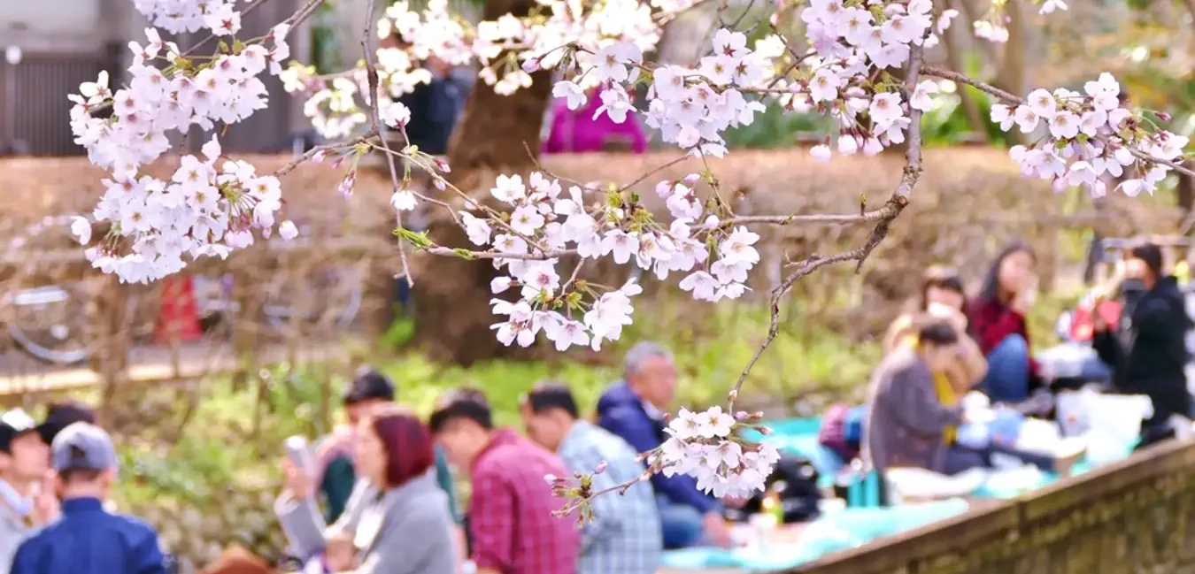 festival-jepang-hanami