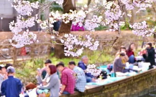 festival-jepang-hanami