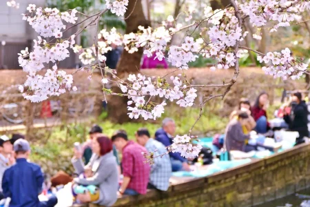 festival-jepang-hanami