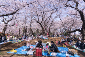 festival-jepang-hanami