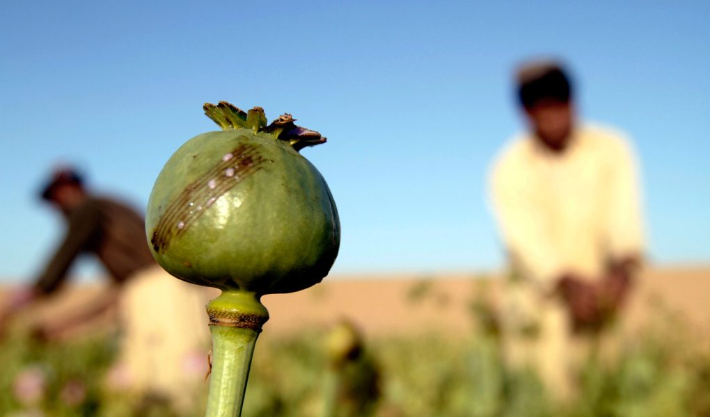 Sejarah Larangan Narkoba: Dari Opium hingga Narkotika Modern