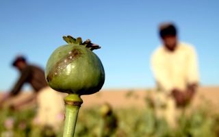 Sejarah Larangan Narkoba: Dari Opium hingga Narkotika Modern